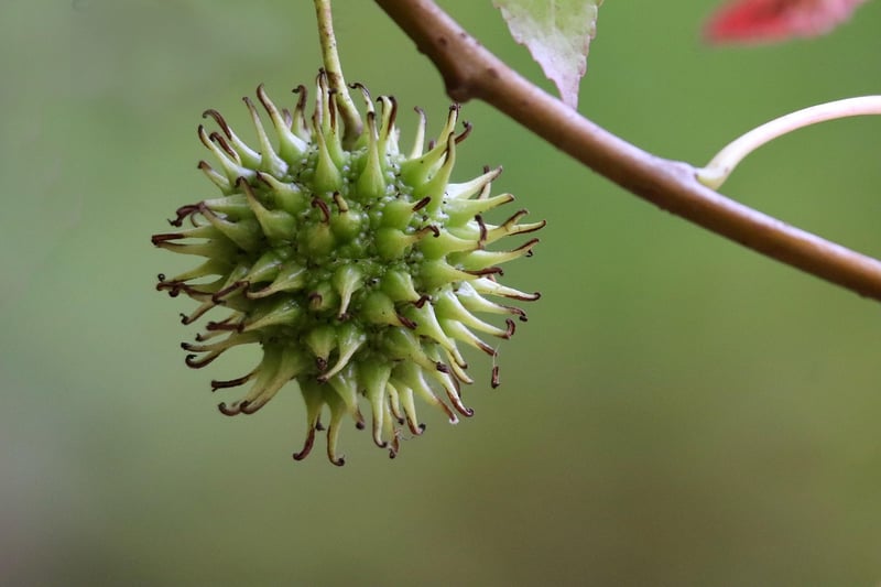 Miracle Fruit